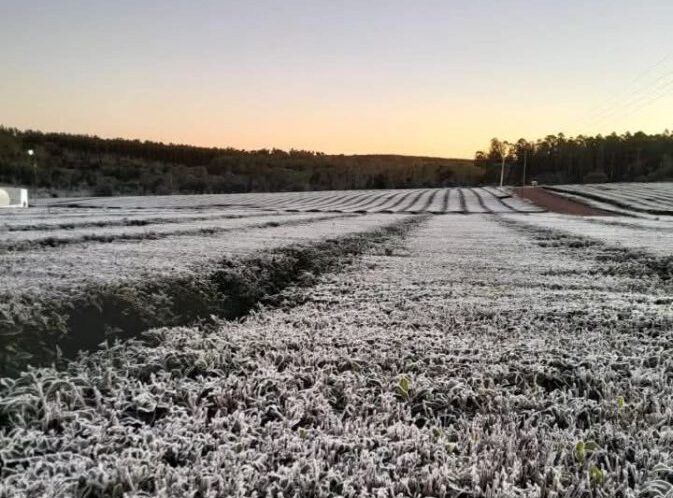 Ola polar en Misiones Posadas registró -1 °C y se reportaron heladas intensas (2)